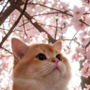 ヒメ日記 2025/04/20 06:52 投稿 徳島　あやみ エテルナ京都