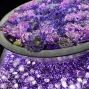 ヒメ日記 2025/01/15 21:01 投稿 れいな ぽちゃカワ女子専門店　藤沢湘南店