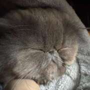 ヒメ日記 2025/02/27 15:57 投稿 ハル ヴィーナス(金津園)