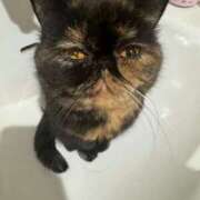 ヒメ日記 2025/03/02 19:49 投稿 ハル ヴィーナス(金津園)