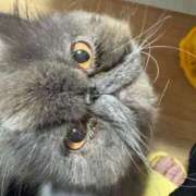 ヒメ日記 2025/03/19 22:48 投稿 ハル ヴィーナス(金津園)