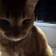 ヒメ日記 2025/04/22 19:06 投稿 ハル ヴィーナス(金津園)