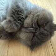 ヒメ日記 2025/06/26 07:03 投稿 ハル ヴィーナス(金津園)