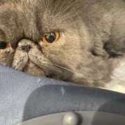 ヒメ日記 2025/07/15 10:51 投稿 ハル ヴィーナス(金津園)