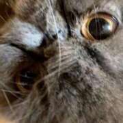 ヒメ日記 2025/08/03 07:48 投稿 ハル ヴィーナス(金津園)