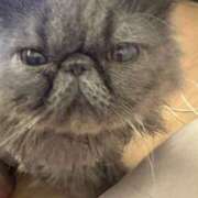 ヒメ日記 2025/08/18 13:30 投稿 ハル ヴィーナス(金津園)