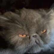 ヒメ日記 2025/09/01 10:51 投稿 ハル ヴィーナス(金津園)