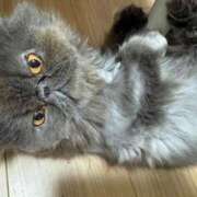 ヒメ日記 2025/10/04 08:18 投稿 ハル ヴィーナス(金津園)