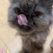 ヒメ日記 2026/04/17 06:03 投稿 ハル ヴィーナス(金津園)