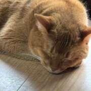 ヒメ日記 2026/06/23 15:45 投稿 ハル ヴィーナス(金津園)