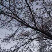 ヒメ日記 2025/04/15 09:41 投稿 ちさと 恋のうた