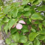 ヒメ日記 2025/04/25 09:46 投稿 ちさと 恋のうた