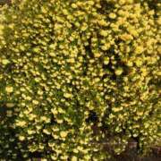 ヒメ日記 2025/05/06 09:48 投稿 ちさと 恋のうた