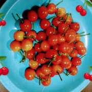 ヒメ日記 2025/05/15 09:47 投稿 ちさと 恋のうた