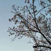 ヒメ日記 2026/04/03 09:44 投稿 ちさと 恋のうた