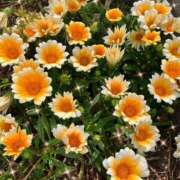 ヒメ日記 2025/06/01 01:13 投稿 まこ 完熟ばなな西川口