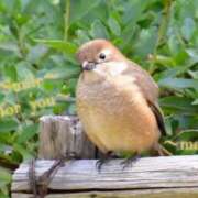 ヒメ日記 2025/09/15 16:53 投稿 まこ 完熟ばなな西川口