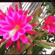 ヒメ日記 2025/12/18 19:09 投稿 岡田 熟女の風俗最終章 新横浜店