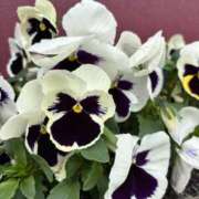 ヒメ日記 2025/04/13 12:01 投稿 みこ 奥様の実話 谷九店