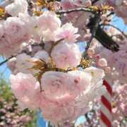 ヒメ日記 2025/04/19 10:01 投稿 みこ 奥様の実話 谷九店