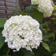 ヒメ日記 2025/06/15 18:40 投稿 みこ 奥様の実話 谷九店