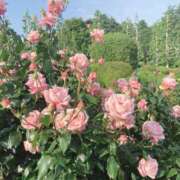 ヒメ日記 2025/06/01 08:30 投稿 さつき カリビアン