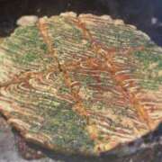 ヒメ日記 2025/07/06 08:00 投稿 さつき カリビアン