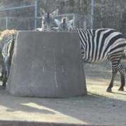 ヒメ日記 2026/02/23 13:35 投稿 うえ カリビアン