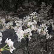 ヒメ日記 2025/04/02 08:00 投稿 すい キスMy