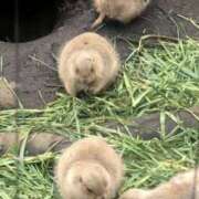 ヒメ日記 2025/05/01 15:08 投稿 すい キスMy