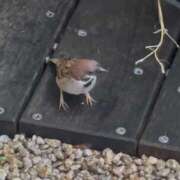 ヒメ日記 2025/05/18 12:21 投稿 すい キスMy