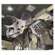 りほ しゅっきん カリビアン