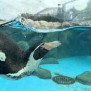 ヒメ日記 2026/03/20 11:57 投稿 りほ カリビアン