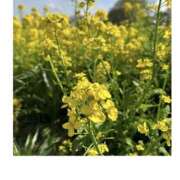 ヒメ日記 2026/03/28 11:50 投稿 りほ カリビアン