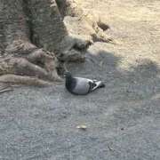 まい まいです、鳩じゃないです カリビアン