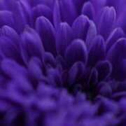 ヒメ日記 2025/10/10 20:05 投稿 成海 HERMINE-エルミネ-