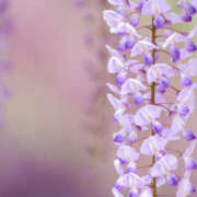 ヒメ日記 2026/04/29 17:42 投稿 成海 HERMINE-エルミネ-