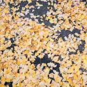 ヒメ日記 2024/12/11 15:18 投稿 守屋 熟女の風俗最終章 新横浜店