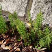 ヒメ日記 2025/03/13 14:06 投稿 守屋 熟女の風俗最終章 新横浜店