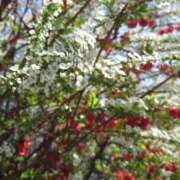 ヒメ日記 2025/03/22 13:06 投稿 守屋 熟女の風俗最終章 新横浜店