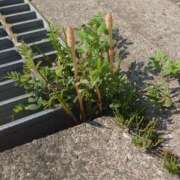 ヒメ日記 2025/03/23 13:56 投稿 守屋 熟女の風俗最終章 新横浜店