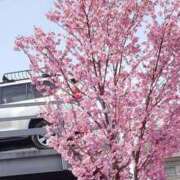 ヒメ日記 2025/03/26 13:26 投稿 守屋 熟女の風俗最終章 新横浜店