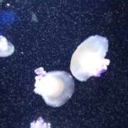 ヒメ日記 2025/04/02 15:28 投稿 守屋 熟女の風俗最終章 新横浜店