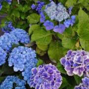 ヒメ日記 2025/05/25 12:16 投稿 守屋 熟女の風俗最終章 新横浜店