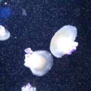 ヒメ日記 2025/06/06 11:08 投稿 守屋 熟女の風俗最終章 新横浜店