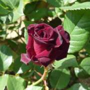 ヒメ日記 2026/04/13 12:05 投稿 守屋 熟女の風俗最終章 新横浜店