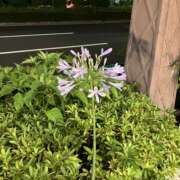 ヒメ日記 2025/06/20 20:58 投稿 海(うみ) 上野人妻城