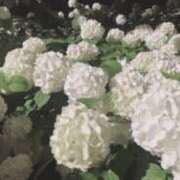 ヒメ日記 2025/06/22 23:52 投稿 さな マーガレット