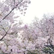 ヒメ日記 2026/03/31 21:39 投稿 さな マーガレット