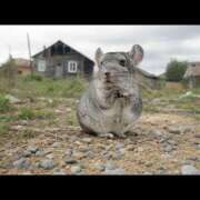 ヒメ日記 2025/02/24 06:03 投稿 乱(らん) 姫路性感人妻エステ　アロマージュ